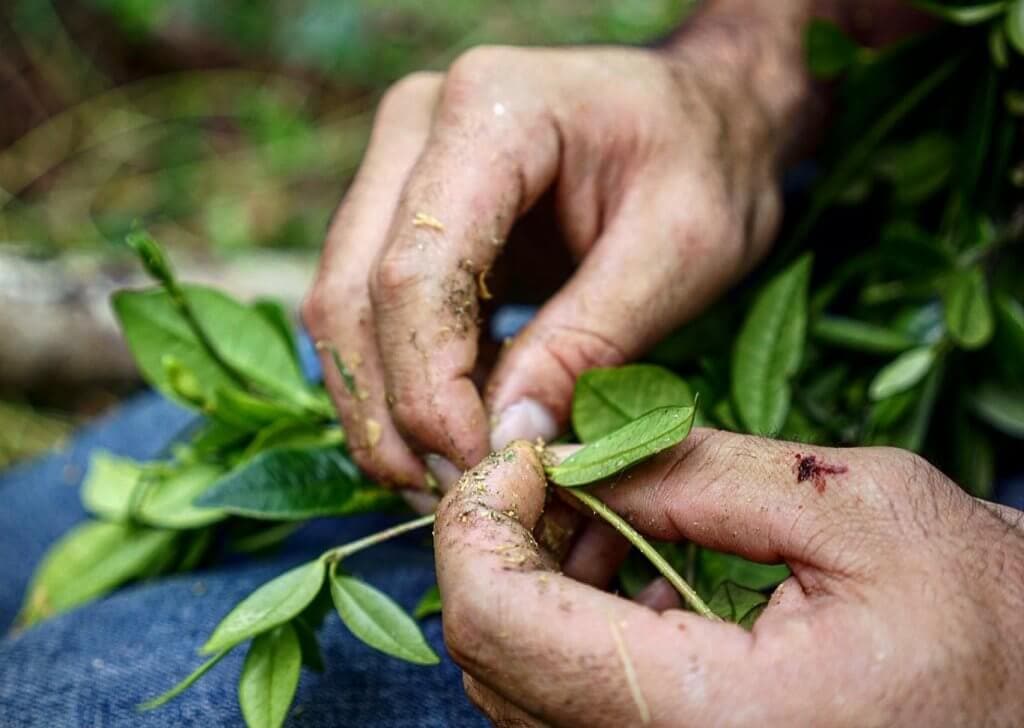 Picking herbs